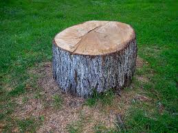 Best Tree and Shrub Care  in Pleasant Hill, CA