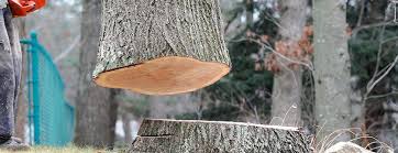  Pleasant Hill, CA Tree Removal Pros