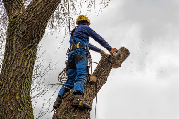 Best Tree Cabling and Bracing  in Pleasant Hill, CA
