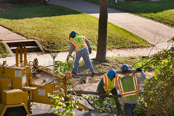 Pleasant Hill, CA Tree Removal Company