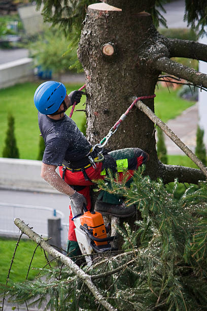 Best Seasonal Cleanup (Spring/Fall)  in Pleasant Hill, CA