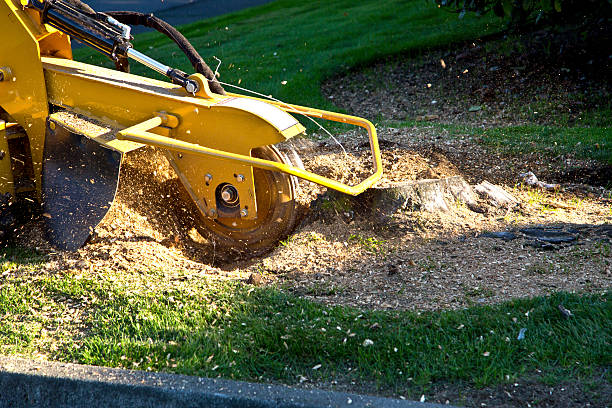 Best Tree Health Inspection  in Pleasant Hill, CA