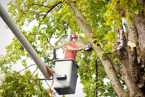 How Our Tree Care Process Works  in  Pleasant Hill, CA