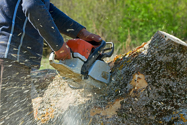 Best Tree Removal  in Pleasant Hill, CA