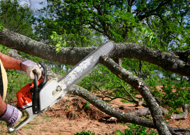 Best Emergency Tree Removal  in Pleasant Hill, CA